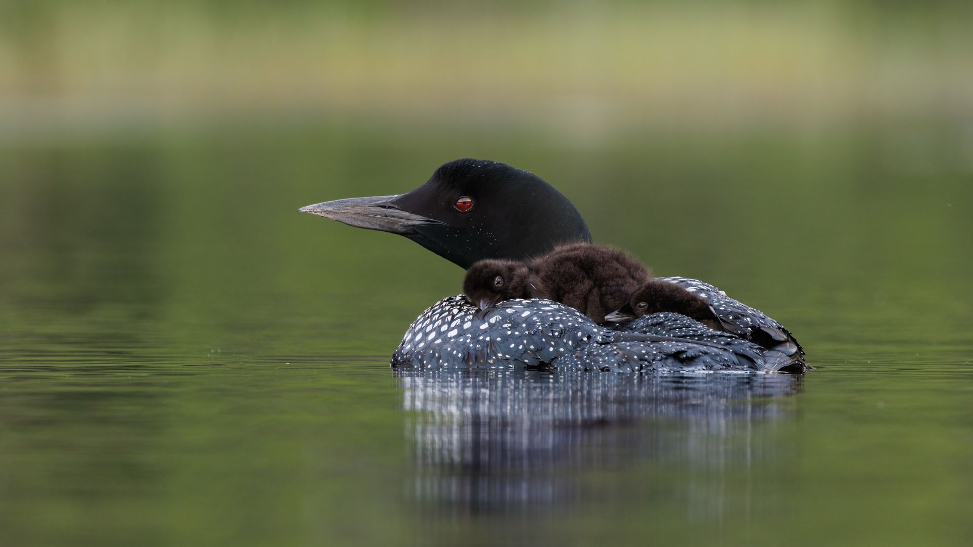 Common Loon (All Other Observations)